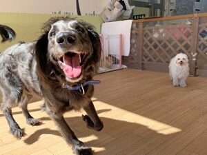 ペットホテルでかけっこをしている犬ちゃん。