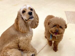 お友達とのんびりくつろぐ犬ちゃん。