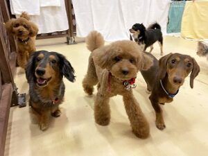 ペットホテルでかけっこをしている犬ちゃん。