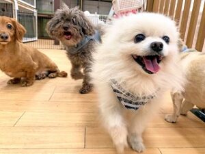 ペットホテルで元気に走り回る犬ちゃん。