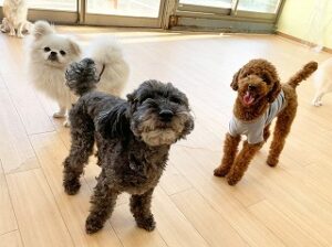 日光浴をする犬ちゃん。