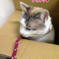 すっぽりはまったよ