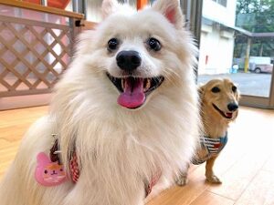 犬ちゃん、何か面白そうなものを見つけたのかな？