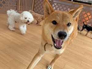 ペットホテルで元気に走り回る犬ちゃん。