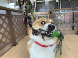 綱引き遊びする犬ちゃん