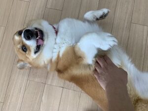 ペットホテルスタッフに甘える犬ちゃん