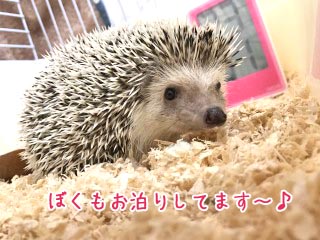 ハリネズミくん