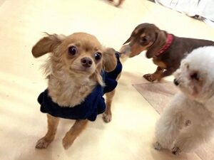 ペットホテルをお散歩中の犬ちゃん。