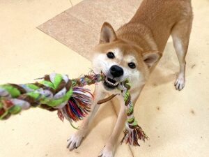 お遊び中の犬ちゃん。