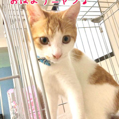 おはようニャンコ