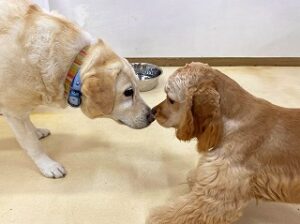 はじめましてのご挨拶をしている犬ちゃん。