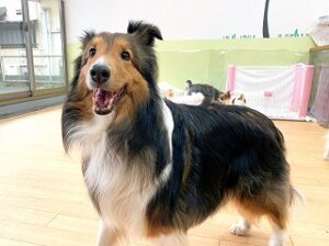 ペットホテルでのんびり過ごす犬ちゃん。