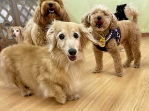 お友達とのんびり過ごす犬ちゃん達。