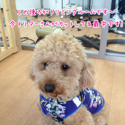 ペットホテル　トリミングルーム