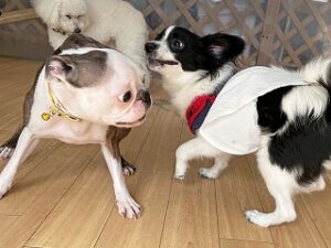 ペットホテルでじゃれあう犬ちゃん。