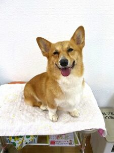 トリミングしてもらって嬉しそうな犬ちゃん。