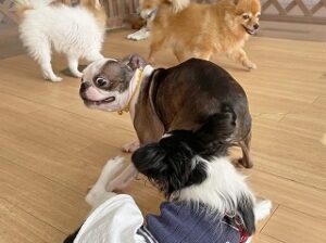 ペットホテルで追いかけっこをする犬ちゃん。