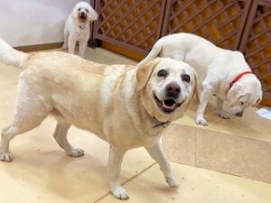 ペットホテルでお散歩中の犬ちゃん。