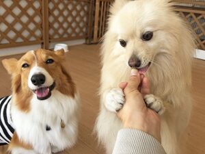 ご褒美がもらえて嬉しい犬ちゃん。