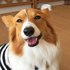 ご褒美がもらえて嬉しい犬ちゃん。