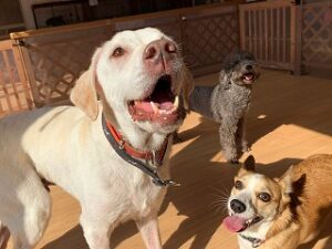 ペットホテルで日光浴をする犬ちゃん。