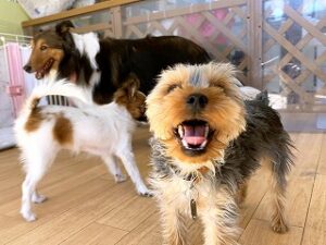 ペットホテルでのんびり過ごす犬ちゃん。