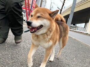 散歩が大好きな犬ちゃん。