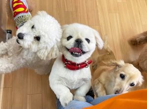 みんなで集合写真を撮る犬ちゃん。