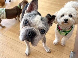 おやつをおねだりする犬ちゃん。