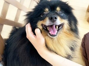 ペットホテルのスタッフさんに撫でられる犬ちゃん。