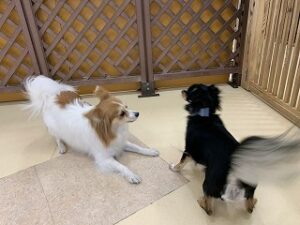 犬ちゃん同士でお遊び