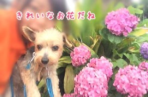 あじさいと犬