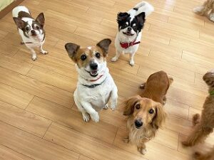 スタッフさんと遊びたい犬ちゃん達。