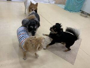 犬ちゃん追いかけっこ