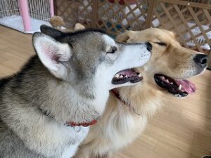 犬ちゃん相性ばっちり