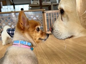 ご挨拶をする犬ちゃん。