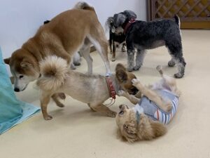 犬ちゃんを捕まえる犬ちゃん