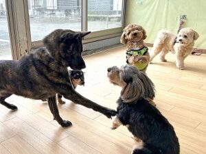 ペットホテルでお友達と遊ぶ犬ちゃん。