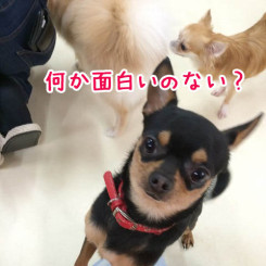 面白い遊びないかな～？