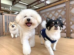 ペットホテルをお散歩中の犬ちゃん。