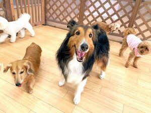 たくさんのお友達に囲まれる犬ちゃん。