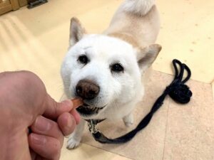 おやつに夢中な犬ちゃん。