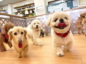 ペットホテルでお散歩中の犬ちゃん。