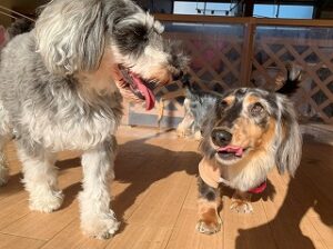 はじめましてのご挨拶をする犬ちゃん。