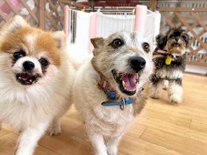 ペットホテルで楽しく過ごす犬ちゃん。