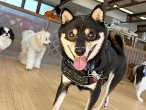 大好きなスタッフさんに駆け寄る犬ちゃん。