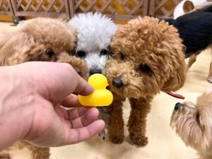 おもちゃに興味津々な犬ちゃん。