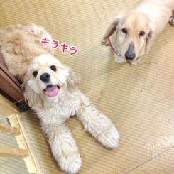 ワンちゃんがプレイルームでのんびりできるペットホテル