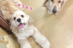 ワンちゃんがプレイルームでのんびりできるペットホテル