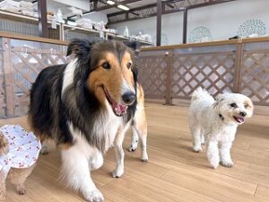 ペットホテルをお散歩中の犬ちゃん。